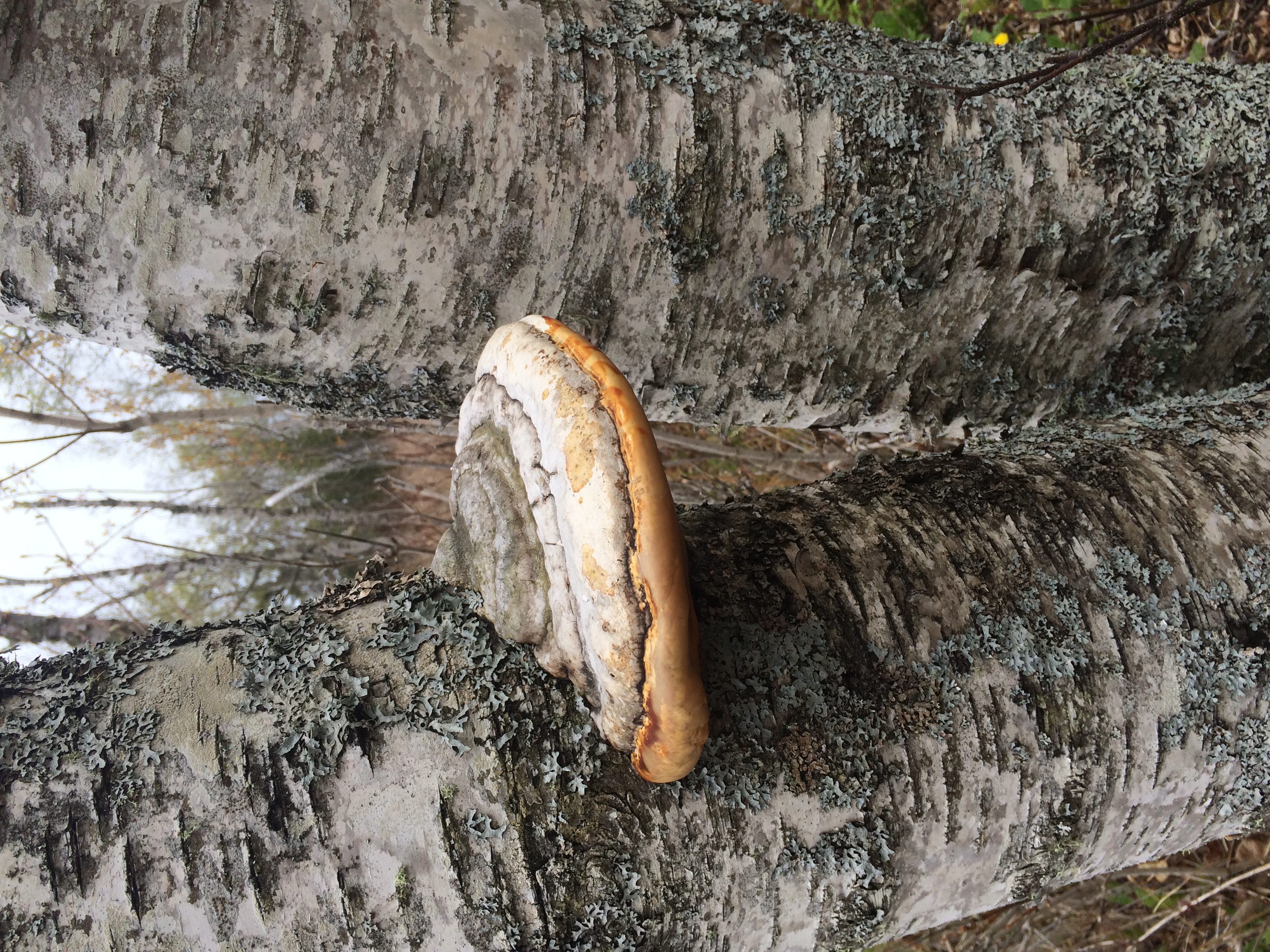 Forest Fungus